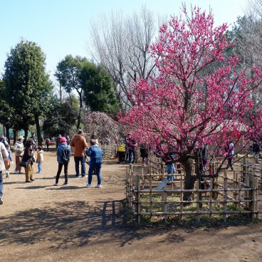 Parc Hanegi (Setagaya, Tokyo), pruniers en fleurs entre février et début mars 3