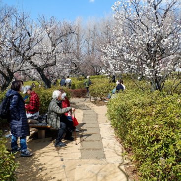 Parc Hanegi (Setagaya, Tokyo), pruniers en fleurs entre février et début mars 4