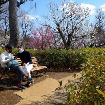 Parc Hanegi (Setagaya, Tokyo), pruniers en fleurs entre février et début mars 5