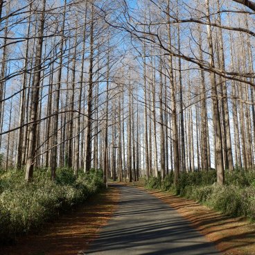 Katsushika (Tokyo), arbres métaséquoia au parc Mizumoto en hiver
