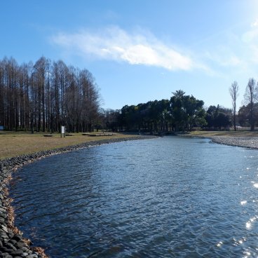 Katsushika (Tokyo), parc Mizumoto au bord de l'Edo-gawa en hiver 3