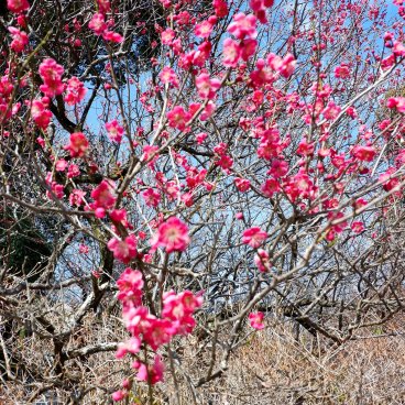 Umenomiya Taisha (Kyoto), pruniers en fleurs à la fin de l'hiver
