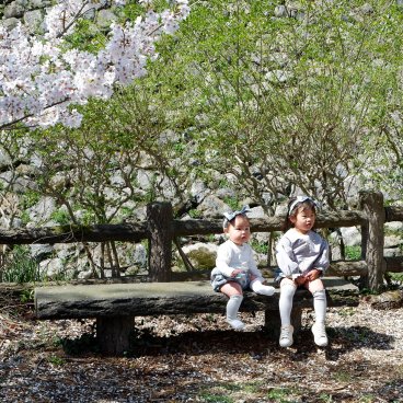 Château de Koriyama (Nara), séance photo de petites filles sous les cerisiers en fleurs