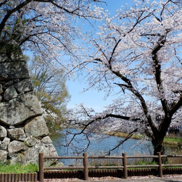 Château de Koriyama (Nara), vue sur les douves et les sakura en fleurs au début du printemps