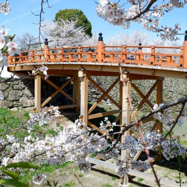Château de Koriyama (Nara), pont Gokuraku-bashi avec cerisiers en fleurs