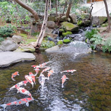 Happo-en (Tokyo), bassin à carpes koi au sein du jardin