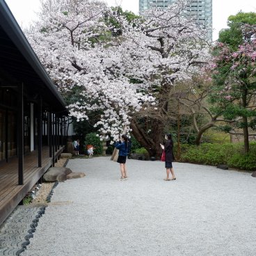 Happo-en (Tokyo), cerisiers en fleurs au printemps devant le bâtiment Hakuho-kan