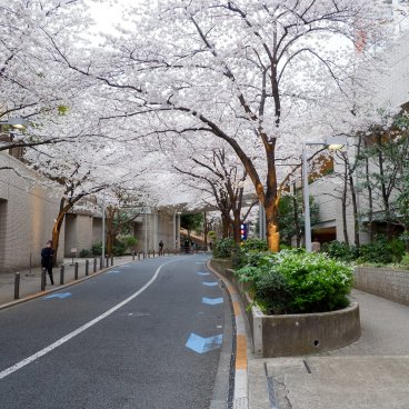 Roppongi Hills (Tokyo), avenue Sakurazaka en période de floraison des cerisiers