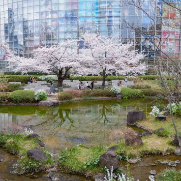 Roppongi Hills (Tokyo), plan d'eau du jardin Mohri et siège TV Asahi en période de sakura 