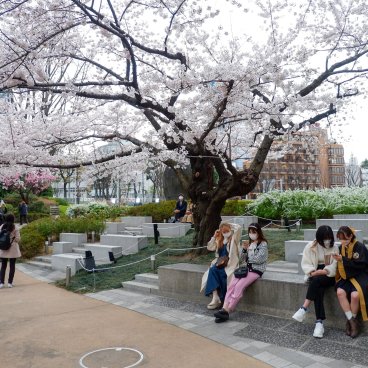 Roppongi Hills (Tokyo), visiteurs sous les cerisiers en fleurs au jardin Mohri