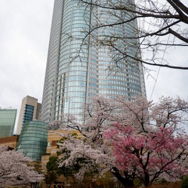 Roppongi Hills (Tokyo), vue sur la tour Mori pendant la floraison des sakura