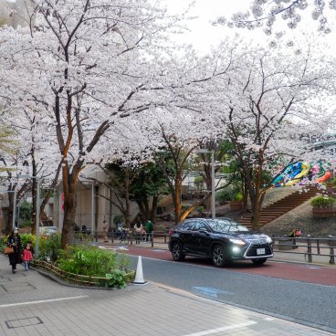 Roppongi Hills (Tokyo), avenue Sakurazaka et parc Robo-Robo en période de floraison des cerisiers
