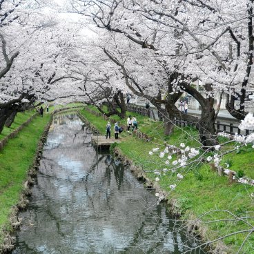 Shingashi-gawa (Kawagoe), cerisiers en fleurs au-dessus de l'eau