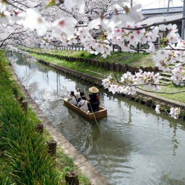Shingashi-gawa (Kawagoe), balade en barque sur la rivière pendant la floraison des sakura