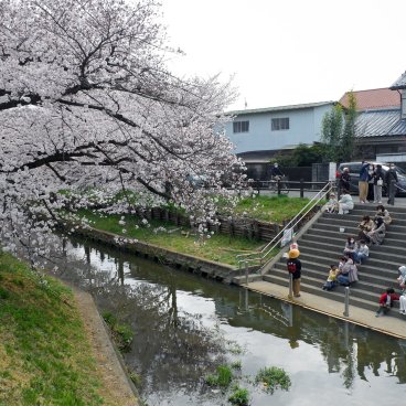 Shingashi-gawa (Kawagoe), passagers en attente pour la croisière en bateau sur la rivière pendant la floraison des sakura 2