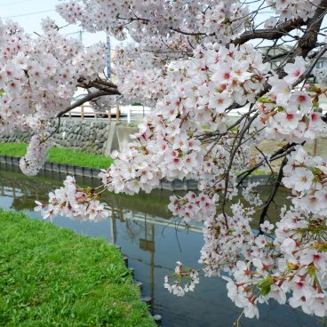 Shingashi-gawa (Kawagoe), branches de cerisiers en fleurs au-dessus de la rivière
