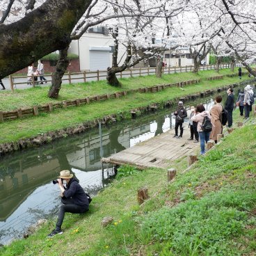 Shingashi-gawa (Kawagoe), ponton sur la rivière pendant la contemplation des cerisiers en fleurs