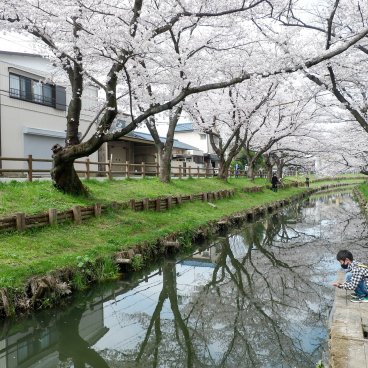 Shingashi-gawa (Kawagoe), balade sous les sakura en fleurs au bord de la rivière