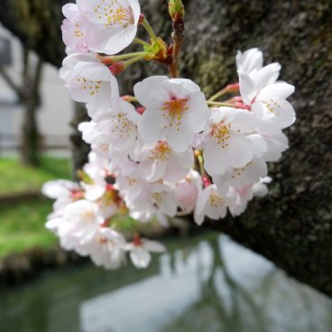 Shingashi-gawa (Kawagoe), fleurs de cerisier au bord de la rivière