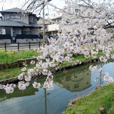 Shingashi-gawa (Kawagoe), balade sous les sakura en fleurs au bord de la rivière 2