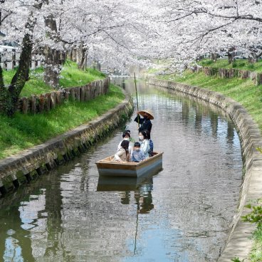 Shingashi-gawa (Kawagoe), balade en barque sur la rivière pendant la floraison des sakura 2