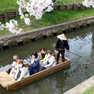 Shingashi-gawa (Kawagoe), balade en barque sur la rivière pendant la floraison des sakura 3