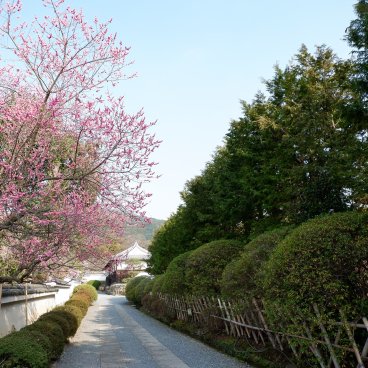 Zuishin-in (Kyoto), en direction du jardin Ono Baien pendant la floraison des pruniers en mars 2