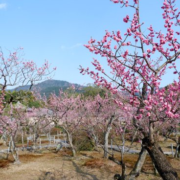 Zuishin-in (Kyoto), jardin Ono Baien pendant la floraison des pruniers à la mi-mars