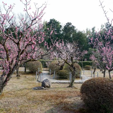 Zuishin-in (Kyoto), jardin Ono Baien pendant la floraison des pruniers à la mi-mars 2