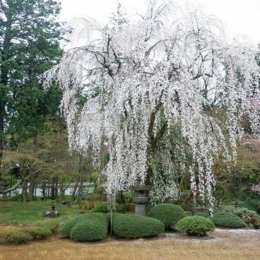 Kita-in (Kawagoe), vue sur les cerisiers en fleurs du jardin japonais depuis la visite intérieure du temple 2