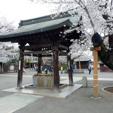 Kita-in (Kawagoe), pavillon des ablutions du temple et cerisiers en fleurs
