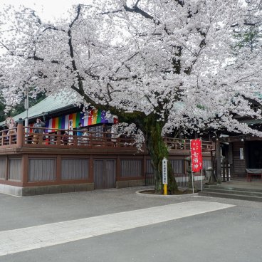 Kita-in (Kawagoe), cerisier en fleurs à la fin mars devant le grand pavillon Jikeido