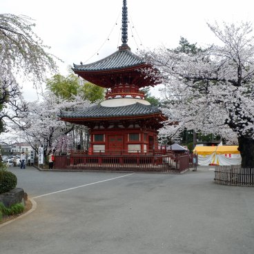 Kita-in (Kawagoe), pagode Tahoto lors de la floraison des sakura fin mars