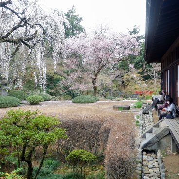 Kita-in (Kawagoe), vue sur les cerisiers en fleurs du jardin japonais depuis la visite intérieure du temple