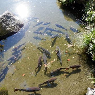 Shibamata (Katsushika, Tokyo), carpes Koi dans le jardin Suikei-en du temple Taishakuten