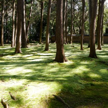 Toshodai-ji (Nara), arbres et mousse dans la partie arrière et calme du temple