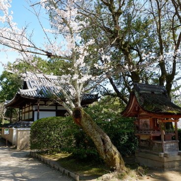 Toshodai-ji (Nara), enceinte du temple au début du printemps et petit sanctuaire Kariteimo-sha