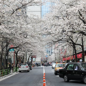 Yaesu (Tokyo), avenue Sakura-dori sous les cerisiers en fleurs au printemps