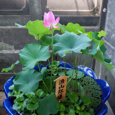 Naritasan Fukagawa Fudo-do (Tokyo), bassin aux lotus pendant l'été