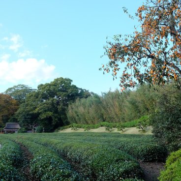 Korakuen (Okayama), champs de thé du jardin japonais
