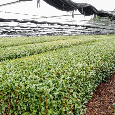 Nishio (Nagoya), champs de thé lors de la visite de l'entreprise Aoi Seicha