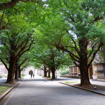 Todai (Tokyo), allée de ginkgos verts en été devant l'auditorium Yasuda