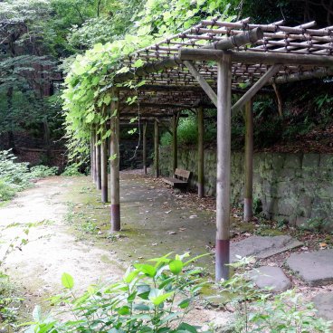 Todai (Tokyo), le long du plan d'eau Sanshiro en été 2