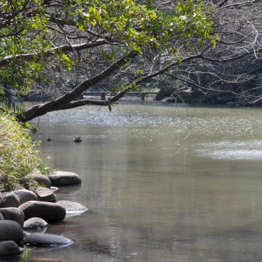 Todai (Tokyo), plan d'eau Sanshiro en hiver 2