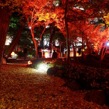 Happo-en (Tokyo), feuilles de ginkgo au sol pendant les illuminations nocturnes automnales du jardin