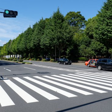 Bâtiment de la Diète (Tokyo), avenue avec ginkgo biloba verts en été