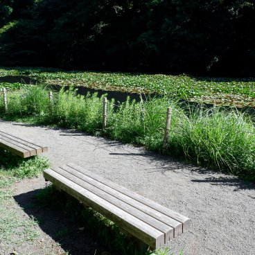 Meiji Jingu Gyoen (Tokyo), allée du jardin en été au bord du plan d'eau Minami-ike
