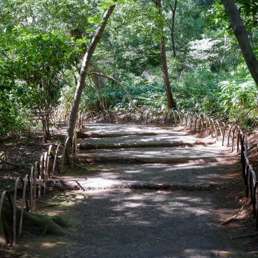 Meiji Jingu Gyoen (Tokyo), allée du jardin en été
