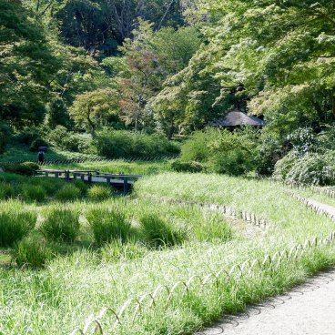 Meiji Jingu Gyoen (Tokyo), vue sur le champ d'iris en été et le pavillon Gazebo