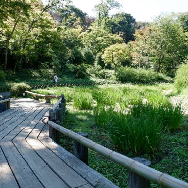 Meiji Jingu Gyoen (Tokyo), chemin sur pilotis à travers le champ d'iris en été